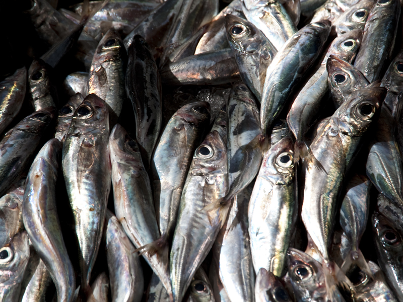 ilerfred sectores pescado marisco